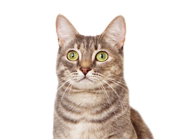 猫看PNG免抠图透明素材 16设计网编号:50495