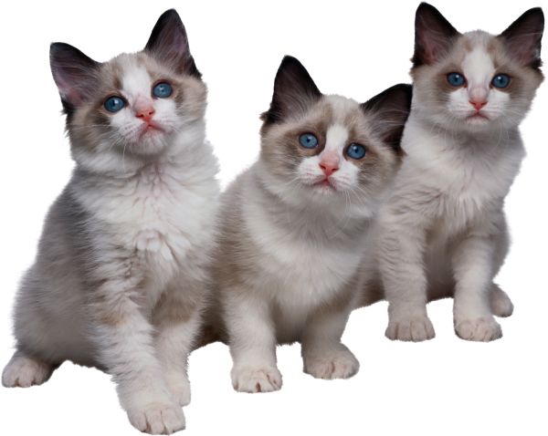 3只小猫 PNG免抠图透明素材 普贤居素材编号:50496