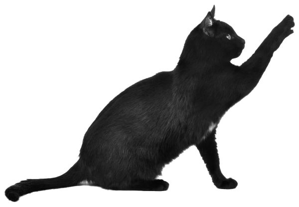 玩猫 PNG透明背景免抠图元素 16图库网编号:50499
