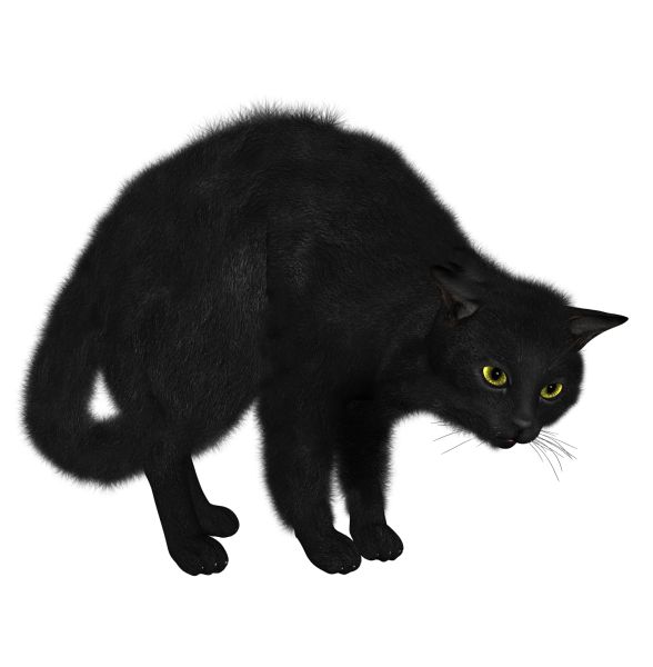 猫 PNG免抠图透明素材 16设计网编号:50500