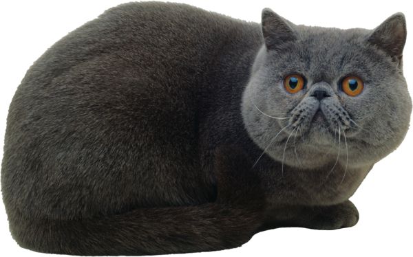 Cat British Shorthair PNG免抠图透明素材 16设计网编号:50502