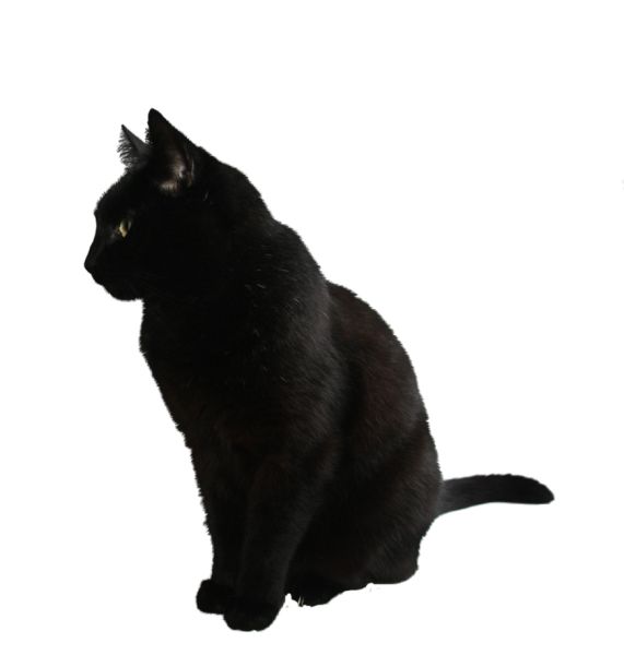 猫 PNG透明背景免抠图元素 16图库网编号:50508