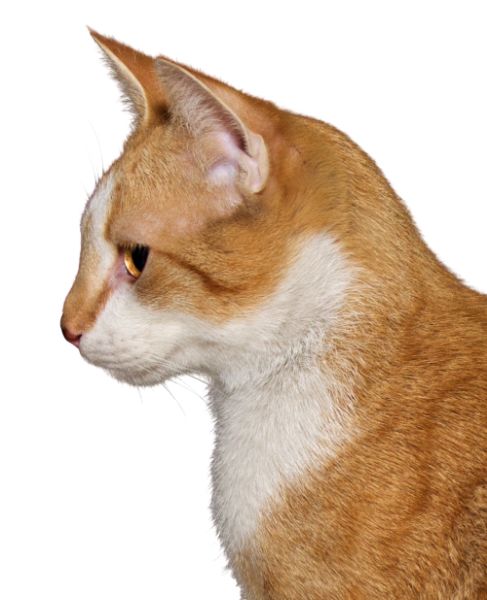 猫 PNG免抠图透明素材 16设计网编号:50518