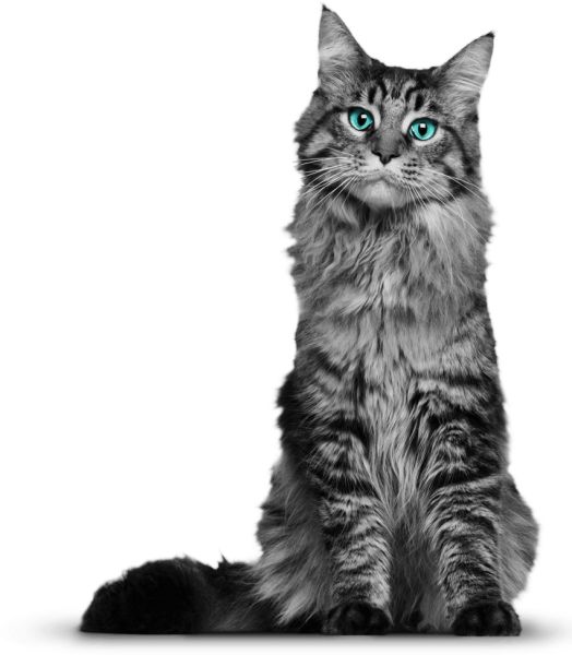 坐着的灰猫 PNG免抠图透明素材 16设计网编号:50521