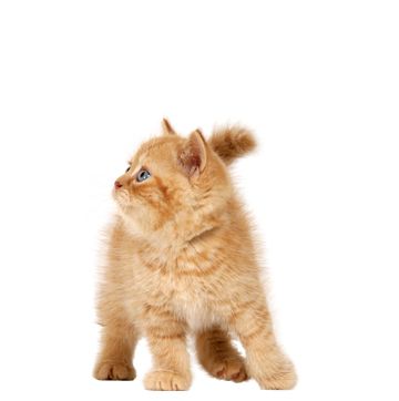 猫姜小猫 PNG免抠图透明素材 16设计网编号:50526