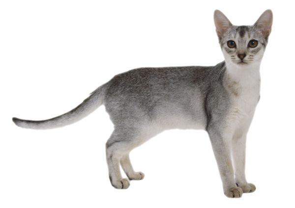 小猫 PNG免抠图透明素材 16设计网编号:50536