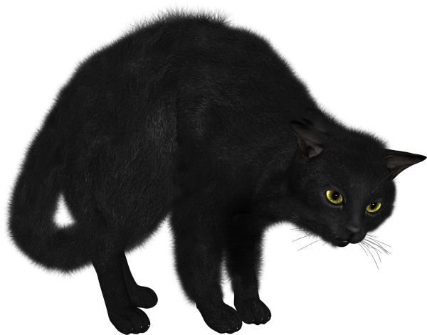 黑猫 PNG透明背景免抠图元素 素材中国编号:50541