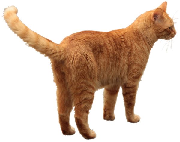 背后的猫 PNG免抠图透明素材 16设
