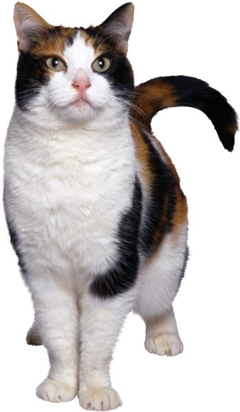 猫 PNG透明背景免抠图元素 16图库网编号:50546