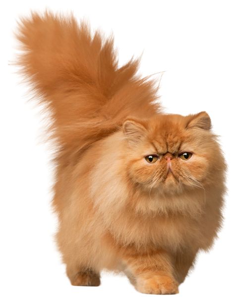 毛茸茸的猫 PNG透明背景免抠图元素 16图库网编号:50548