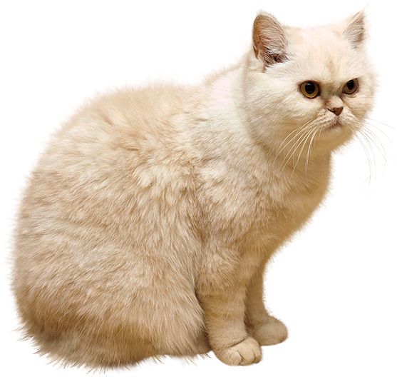 猫白PNG透明背景免抠图元素 素材中国编号:50550