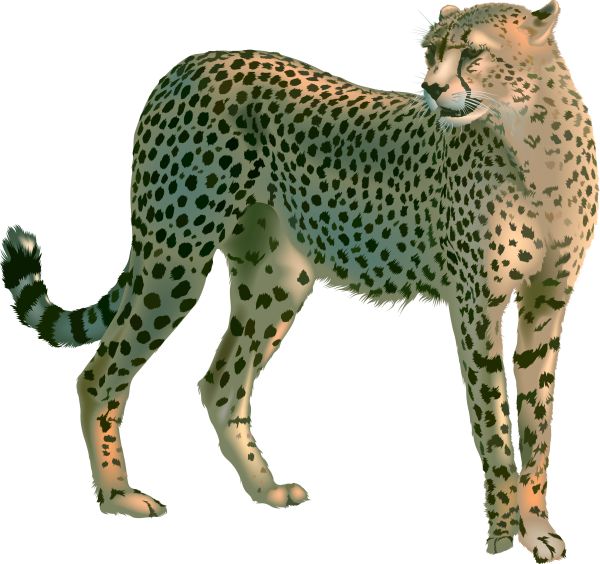 猎豹 PNG免抠图透明素材 素材中国编号:14843