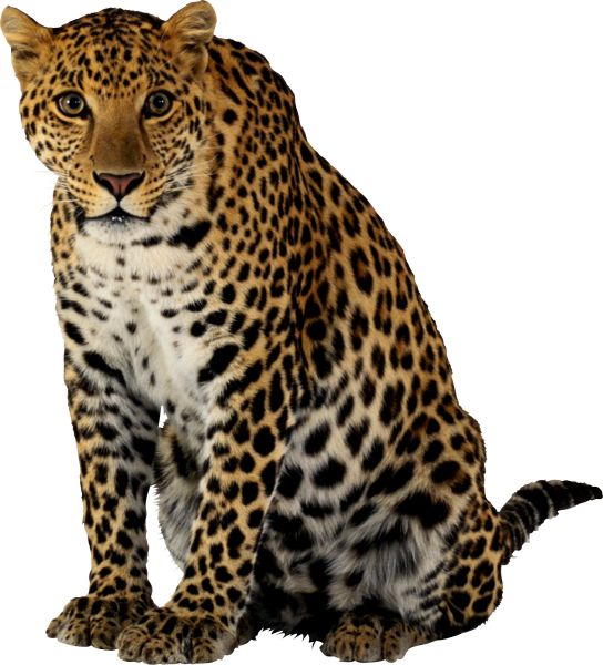 猎豹 PNG免抠图透明素材 16设计网编号:14844