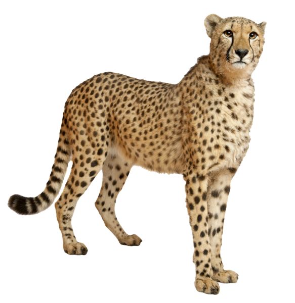 猎豹 PNG免抠图透明素材 16设计网编号:14848