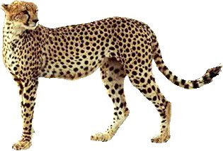 猎豹 PNG免抠图透明素材 16设计网编号:14853