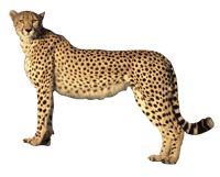 猎豹 PNG免抠图透明素材 16设计网编号:14855