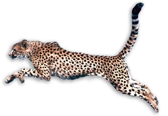 猎豹 PNG免抠图透明素材 16设计网编号:14858
