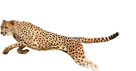 猎豹 PNG免抠图透明素材 16设计网编号:14859