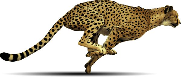 猎豹 PNG免抠图透明素材 素材中国编号:14861