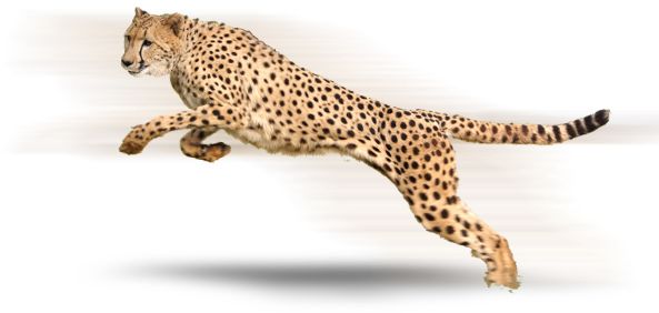 猎豹 PNG免抠图透明素材 素材天下编号:14869