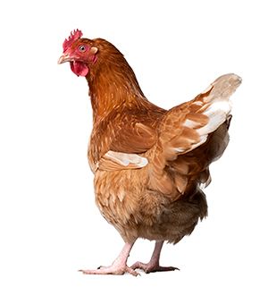 鸡PNG透明元素免抠图素材 16素材网编号:2148