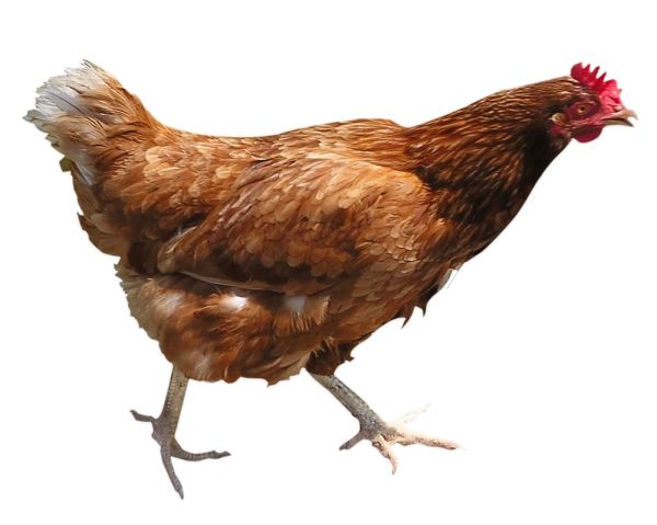 鸡PNG透明背景免抠图元素 16图库网编号:2149