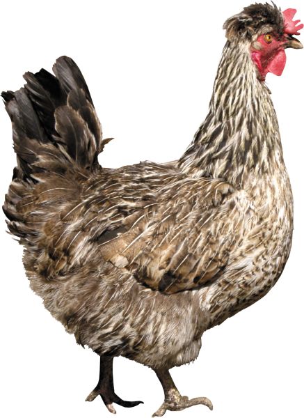 鸡PNG透明背景免抠图元素 16图库网编号:2150