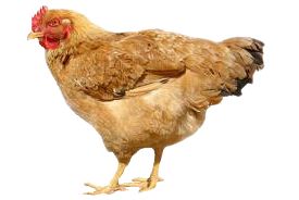 鸡PNG透明背景免抠图元素 16图库网编号:2153