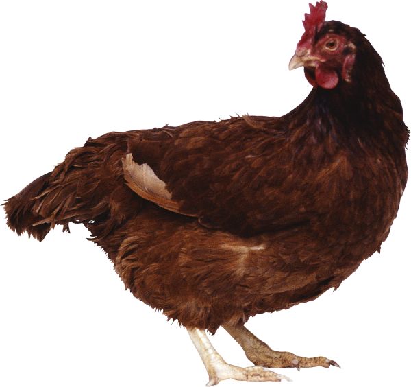 鸡PNG免抠图透明素材 16设计网编号:2156