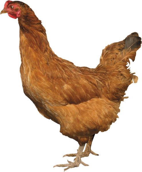 鸡PNG透明背景免抠图元素 16图库网编号:2164