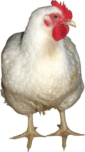 白鸡PNG透明背景免抠图元素 16图库网编号:2166