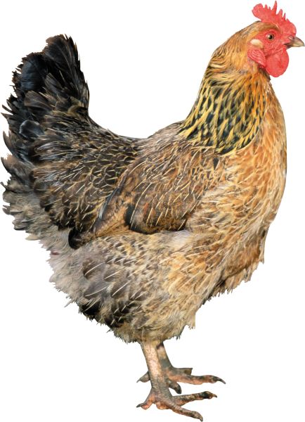 鸡PNG免抠图透明素材 16设计网编号:2167