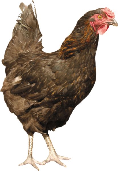 鸡PNG免抠图透明素材 素材天下编号:2170