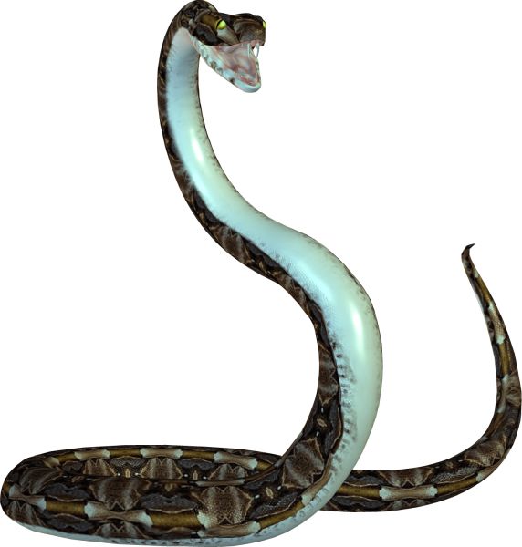 眼镜蛇 PNG透明背景免抠图元素 16图库网编号:54716