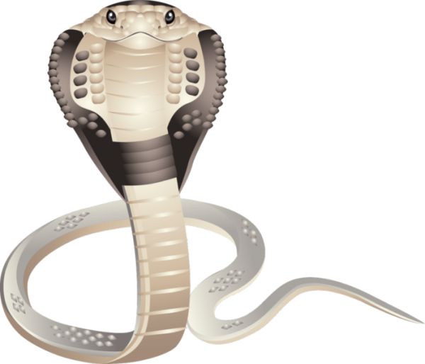 眼镜蛇 PNG透明背景免抠图元素 素材中国编号:54721