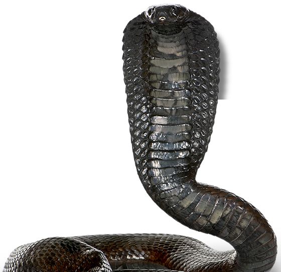 眼镜蛇 PNG透明元素免抠图素材 16素材网编号:54738