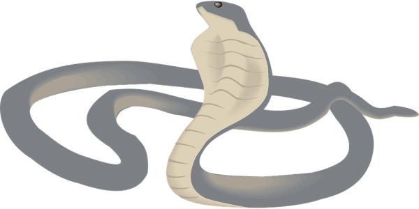 眼镜蛇 PNG免抠图透明素材 16设计网编号:54739