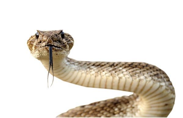 眼镜蛇 PNG免抠图透明素材 素材天
