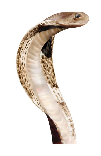 眼镜蛇 PNG透明背景免抠图元素 16
