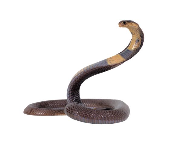 眼镜蛇 PNG透明背景免抠图元素 素材中国编号:54759