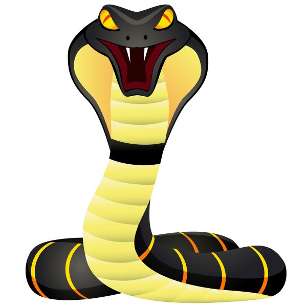 眼镜蛇 PNG透明背景免抠图元素 16图库网编号:54711