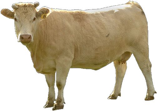 米色奶牛PNG透明背景免抠图元素 16图库网编号:2125