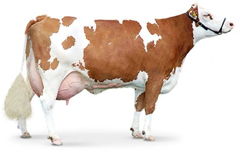 棕色奶牛PNG透明元素免抠图素材 16素材网编号:2136