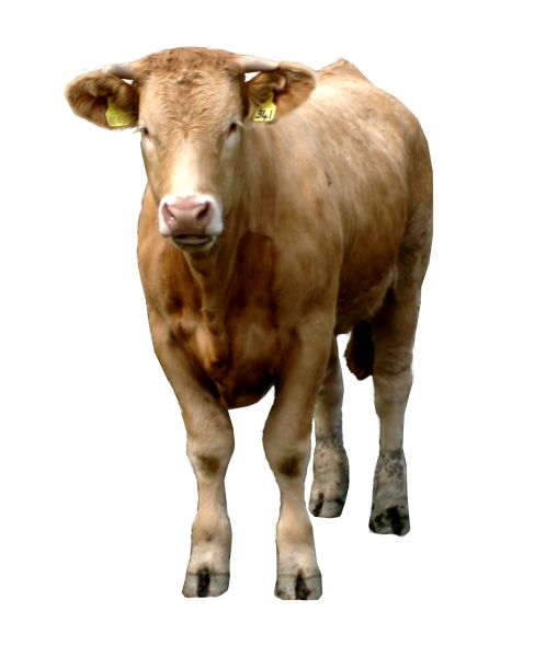 棕色奶牛PNG透明背景免抠图元素 16图库网编号:2138