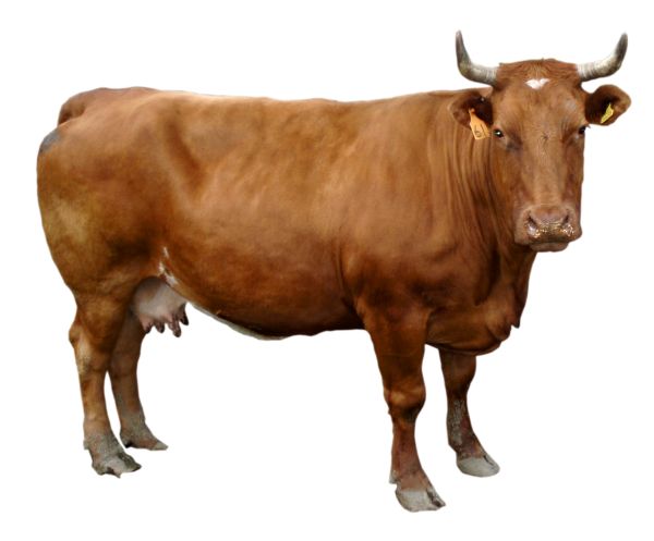 棕色奶牛PNG透明元素免抠图素材 16素材网编号:2141