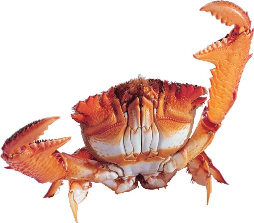 螃蟹 PNG透明背景免抠图元素 素材中国编号:23687