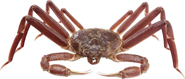 螃蟹 PNG透明背景免抠图元素 16图库网编号:23696