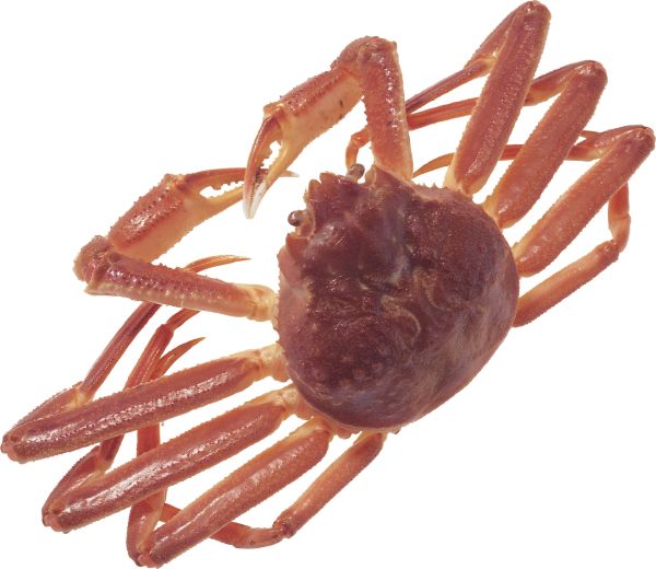 螃蟹 PNG免抠图透明素材 16设计网编号:23698