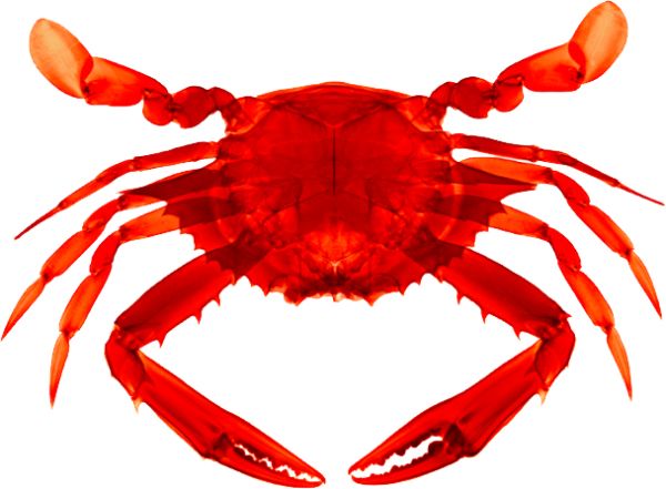 螃蟹 PNG透明背景免抠图元素 16图库网编号:23700