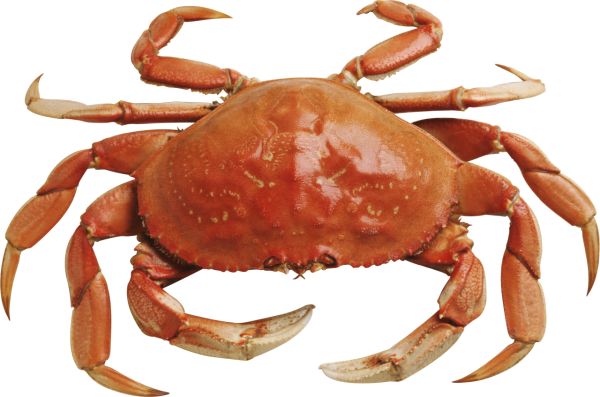 螃蟹 PNG免抠图透明素材 16设计网编号:23706